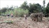 'Nóng' chuyện giá mía nguyên liệu tại Tuyên Quang