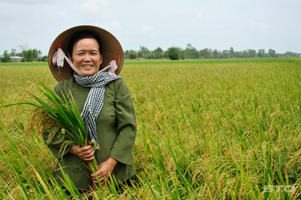 Gạo thơm Sóc Trăng - Từ trạm nghiên cứu đến bàn ăn