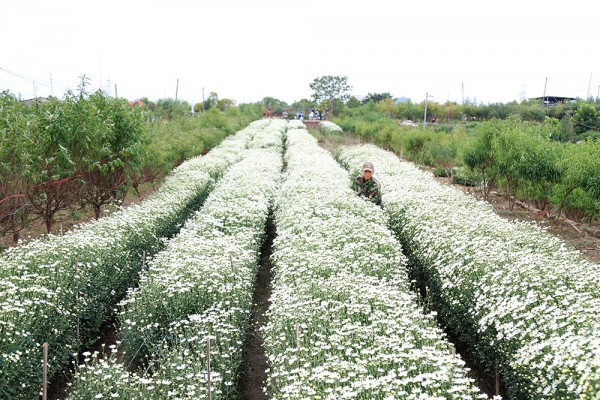 Cúc họa mi nở muộn, người trồng hoa phường Nhật Tân thất thu