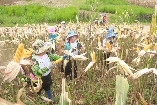 Ðổi thay trên căn cứ Pú Nhung