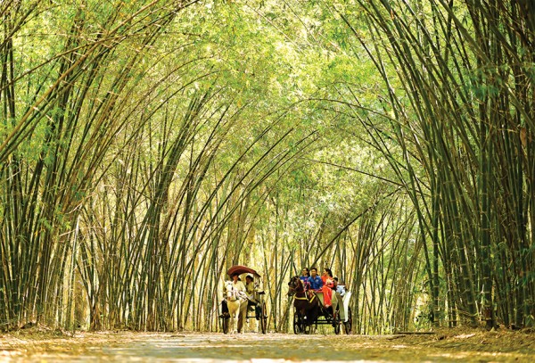 Rặng tre quê