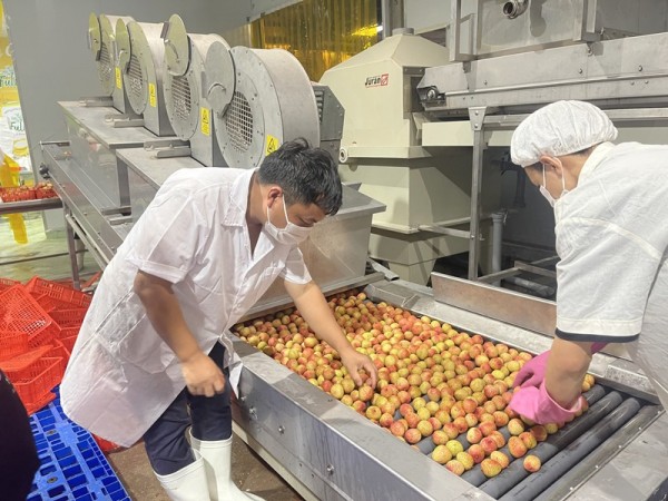 Quả vải Bắc Giang được chiếu xạ trước khi đến với nhiều thị trường lớn.