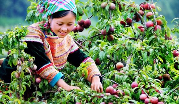 Giới thiệu thương hiệu mận hậu Mộc Châu đến du khách