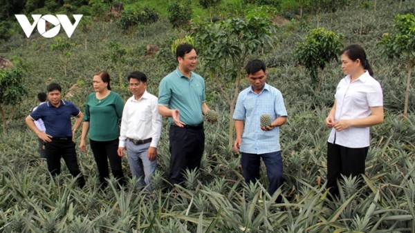 Phát triển Quỳnh Nhai thành vùng nguyên liệu trọng điểm về dứa ở Sơn La