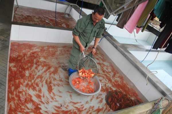 Làng Thủy Trầm, xã Tuy Lộc, huyện Cẩm Khê (Phú Thọ) đã xây dựng thành công thương hiệu cá chép đỏ Thủy Trầm nổi tiếng khắp cả nước. (Ảnh: Xuân Nguyễn)