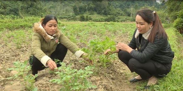Khi tái sản xuất, gia đình chị Trường gieo trồng hơn 2ha giống cây Khoai tây