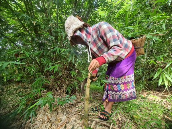 Từ bao đời nay, cây măng rừng đã trở thành nguyên liệu chế biến nhiều món ăn của người dân xã Thượng Trạch