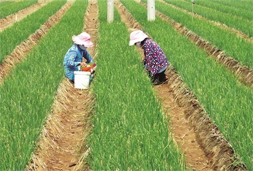 Trồng hành tím trên đất pha cát một hướng đi mới tiềm năng