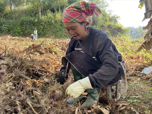 Người dân xã Bình Lư (huyện Tam Đường, tỉnh Lai Châu) thu hoạch củ dong riềng