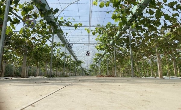 Vườn nho rộng hơn 5.000m2 trong nhà kính của ông Duy đang chuẩn bị cho trái. Ảnh: Hồ Thảo