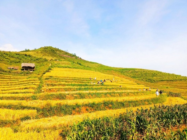 Ruộng bậc thang Khe Táu,  xã Phong Du Thượng.