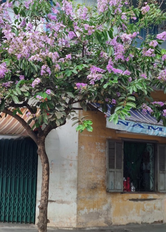 Sắc hoa mùa hạ ở phố biển Nha Trang