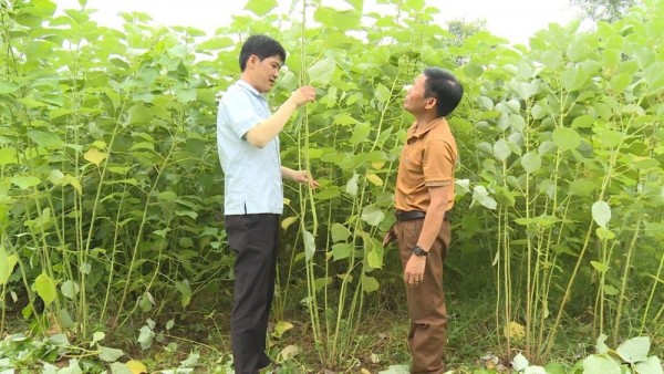 Tuyên Quang: Trồng cây gai xanh, hướng đi mới trong phát triển kinh tế nông nghiệp ở huyện Na Hang