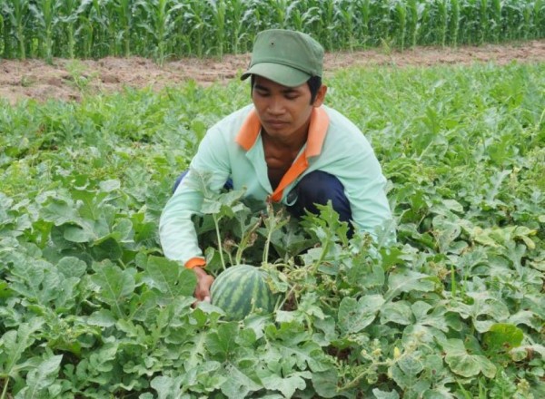 Trà Vinh: Đồng bào Khmer mạnh dạn chuyển đổi cây trồng, đời sống ngày càng ấm no