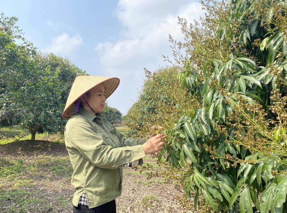 Người dân xã Tam Đa (Phù Cừ) chăm sóc vườn vải